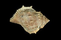 藏品(赤蛙螺)的圖片